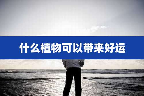 什么植物可以带来好运