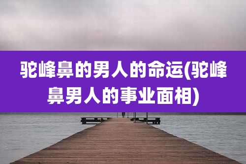 驼峰鼻的男人的命运(驼峰鼻男人的事业面相)