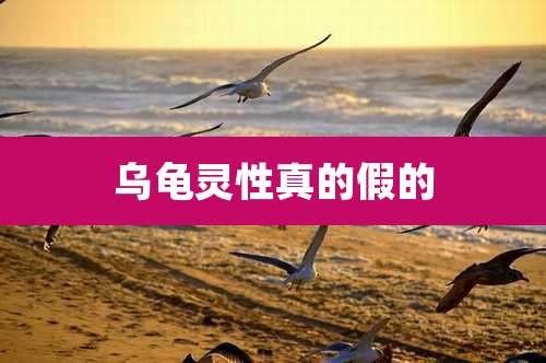 乌龟灵性真的假的