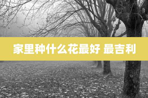 家里种什么花最好 最吉利