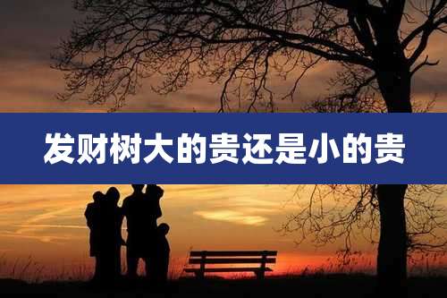 发财树大的贵还是小的贵