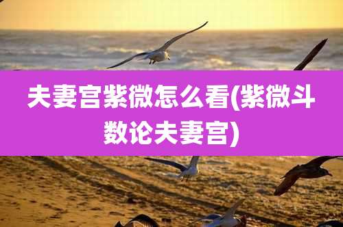 夫妻宫紫微怎么看(紫微斗数论夫妻宫)