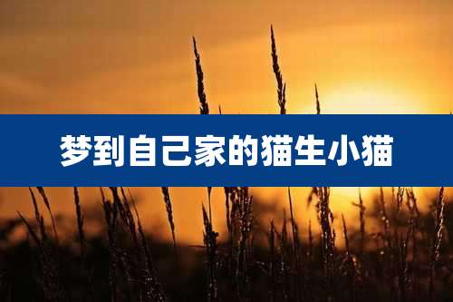 梦到自己家的猫生小猫