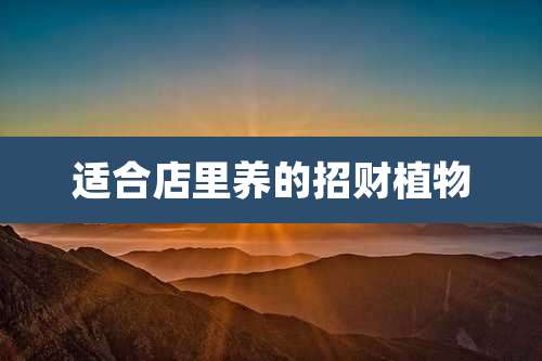 适合店里养的招财植物