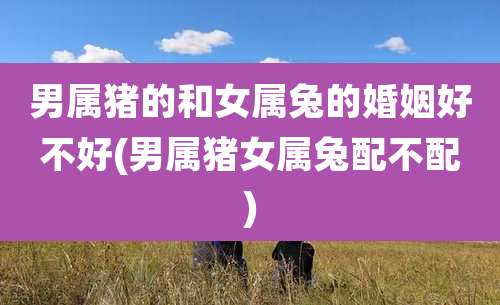 男属猪的和女属兔的婚姻好不好(男属猪女属兔配不配)