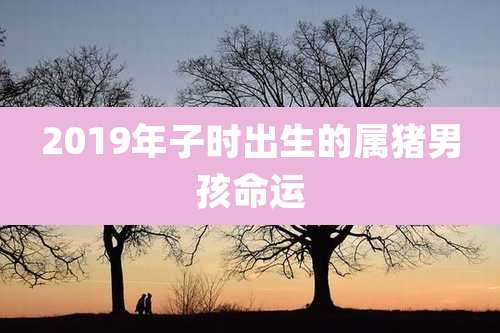 2019年子时出生的属猪男孩命运