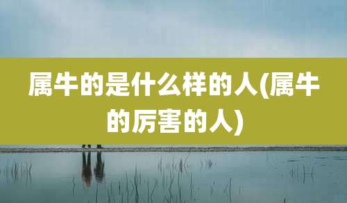 属牛的是什么样的人(属牛的厉害的人)