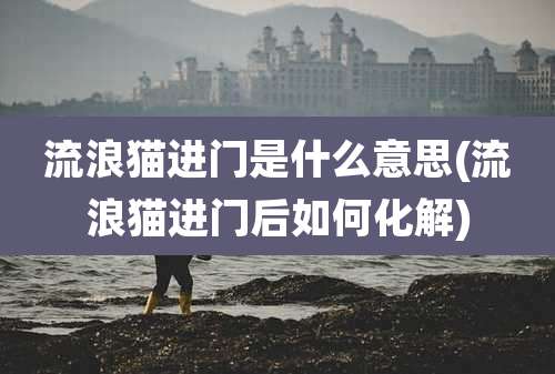流浪猫进门是什么意思(流浪猫进门后如何化解)