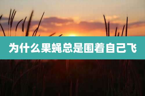为什么果蝇总是围着自己飞