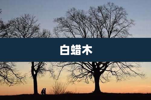 白蜡木