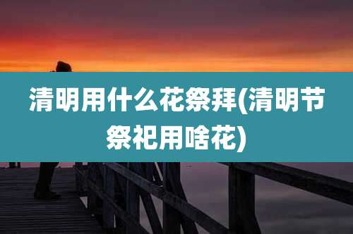 清明用什么花祭拜(清明节祭祀用啥花)