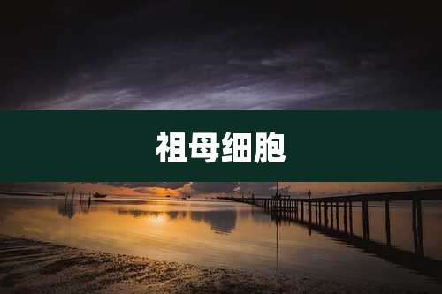 祖母细胞