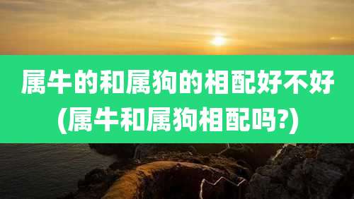 属牛的和属狗的相配好不好(属牛和属狗相配吗?)