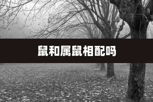 鼠和属鼠相配吗