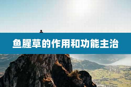 鱼腥草的作用和功能主治