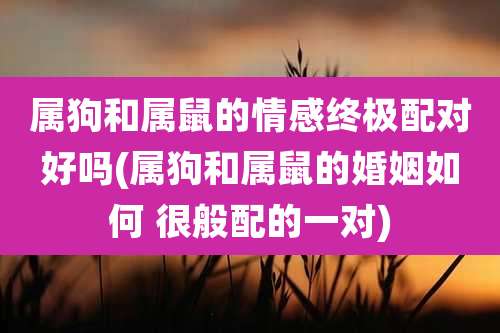 属狗和属鼠的情感终极配对好吗(属狗和属鼠的婚姻如何 很般配的一对)