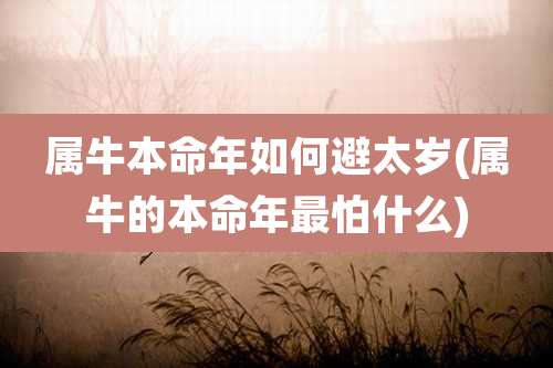 属牛本命年如何避太岁(属牛的本命年最怕什么)