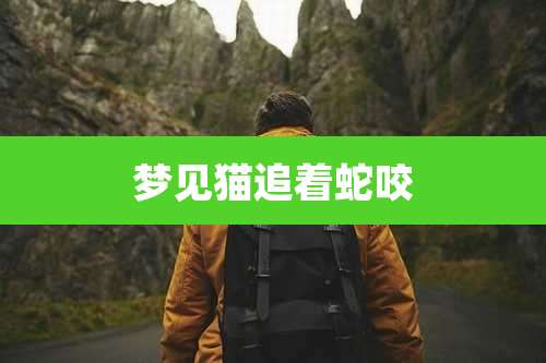 梦见猫追着蛇咬