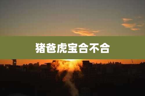 猪爸虎宝合不合