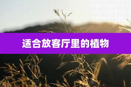 适合放客厅里的植物