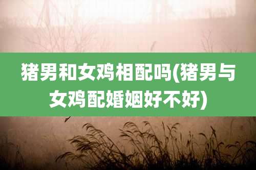 猪男和女鸡相配吗(猪男与女鸡配婚姻好不好)