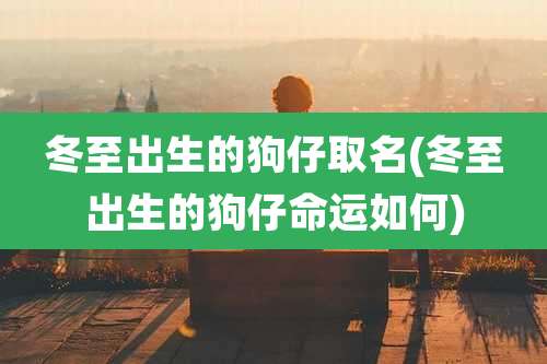 冬至出生的狗仔取名(冬至出生的狗仔命运如何)