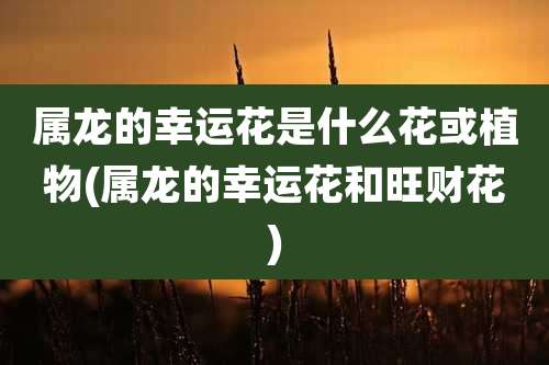 属龙的幸运花是什么花或植物(属龙的幸运花和旺财花)