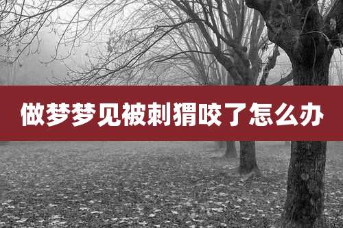 做梦梦见被刺猬咬了怎么办