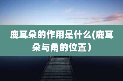 鹿耳朵的作用是什么(鹿耳朵与角的位置)