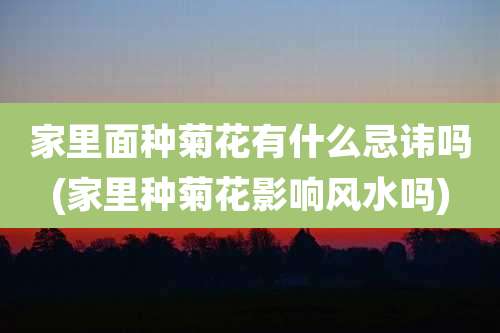 家里面种菊花有什么忌讳吗(家里种菊花影响风水吗)