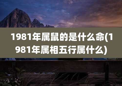 1981年属鼠的是什么命(1981年属相五行属什么)