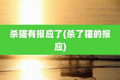 杀猫有报应了(杀了猫的报应)