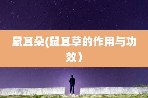 鼠耳朵(鼠耳草的作用与功效)