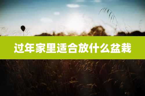 过年家里适合放什么盆栽