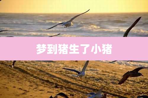 梦到猪生了小猪