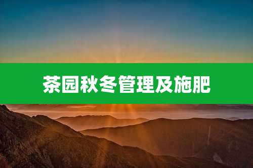 茶园秋冬管理及施肥