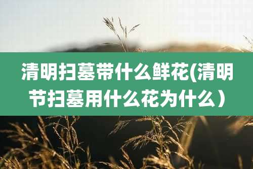 清明扫墓带什么鲜花(清明节扫墓用什么花为什么）