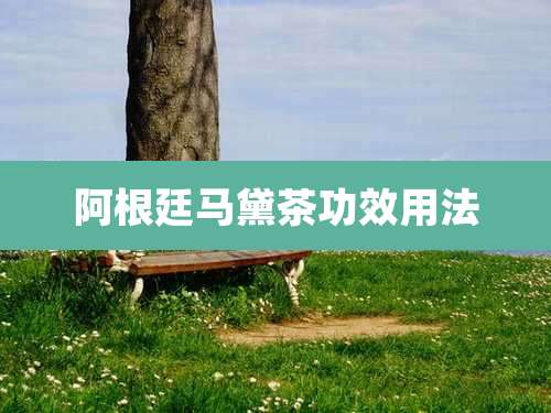 阿根廷马黛茶功效用法