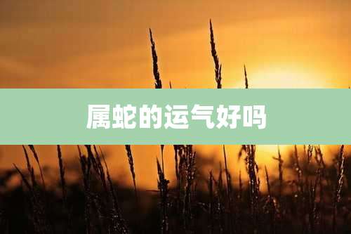 属蛇的运气好吗