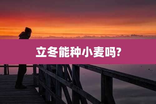 立冬能种小麦吗?