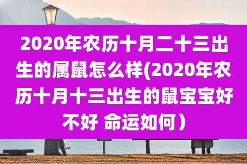 2020年农历十月二十三出生的属鼠怎么样(2020年农历十月十三出生的鼠宝宝好不好 命运如何)