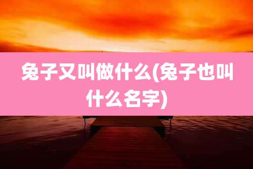 兔子又叫做什么(兔子也叫什么名字)