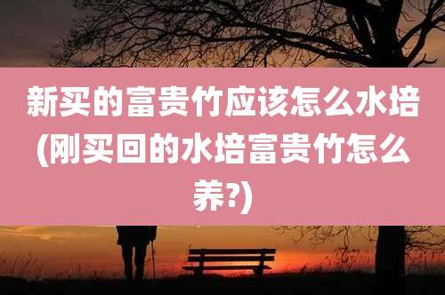 新买的富贵竹应该怎么水培(刚买回的水培富贵竹怎么养?)