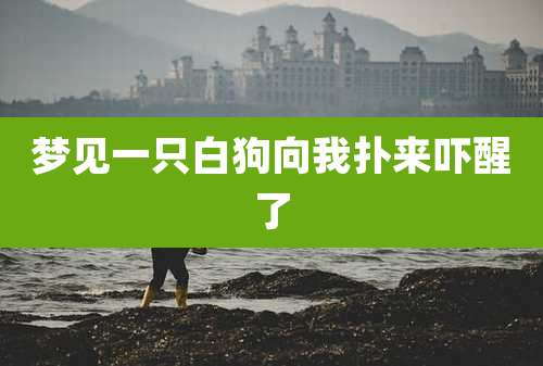 梦见一只白狗向我扑来吓醒了