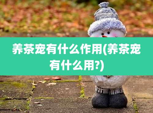 养茶宠有什么作用(养茶宠有什么用?)