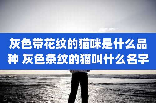 灰色带花纹的猫咪是什么品种 灰色条纹的猫叫什么名字