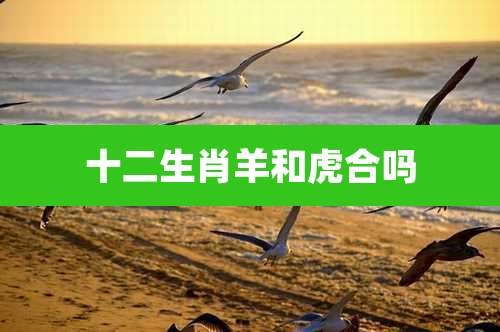 十二生肖羊和虎合吗