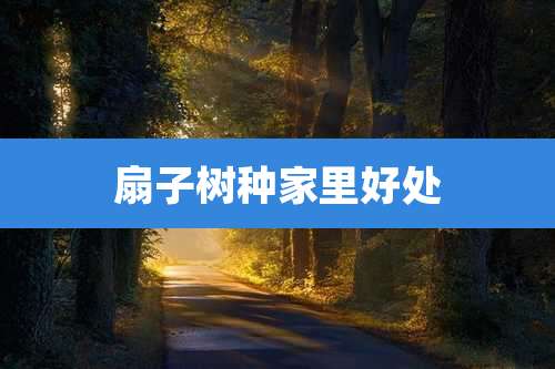 扇子树种家里好处