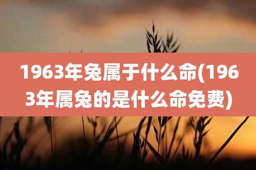 1963年兔属于什么命(1963年属兔的是什么命免费)