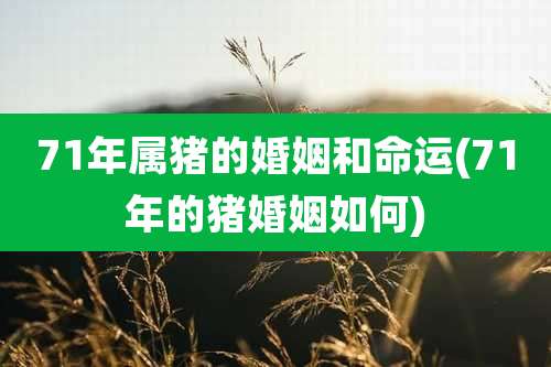 71年属猪的婚姻和命运(71年的猪婚姻如何)